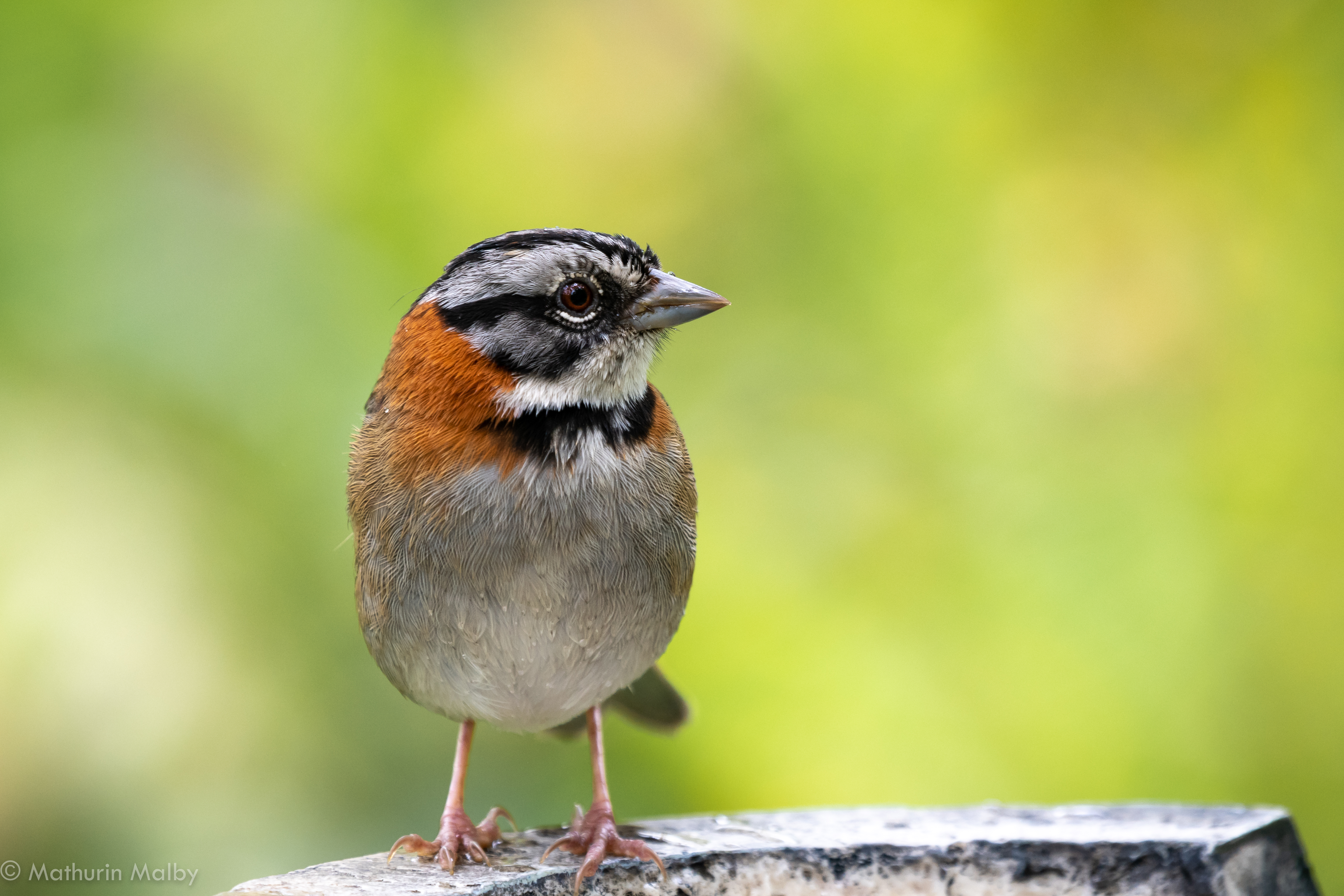 Colombia – Wildlife Photography By Mathurin Malby